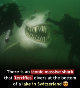 Giant Fake Shark in a Swiss Lake That Terrifies Divers 😨🦈
